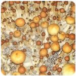 Псилоцибиновые (галлюциногенные) грибы в Туймазах Psilocybin "Golden Teacher" Псилоцибиновые (галлюциногенные) грибы в Туймазах Psilocybin "Golden Teacher"