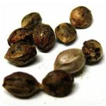 Семена марихуаны АК-47  (Seeds AK-47) в Туймазах